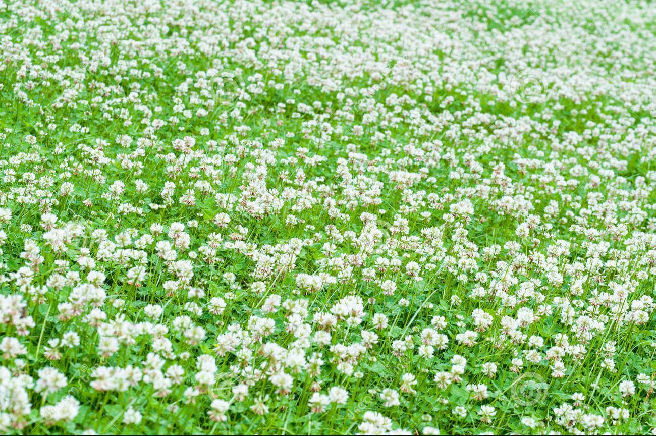 Hoa ở trắng Karijini