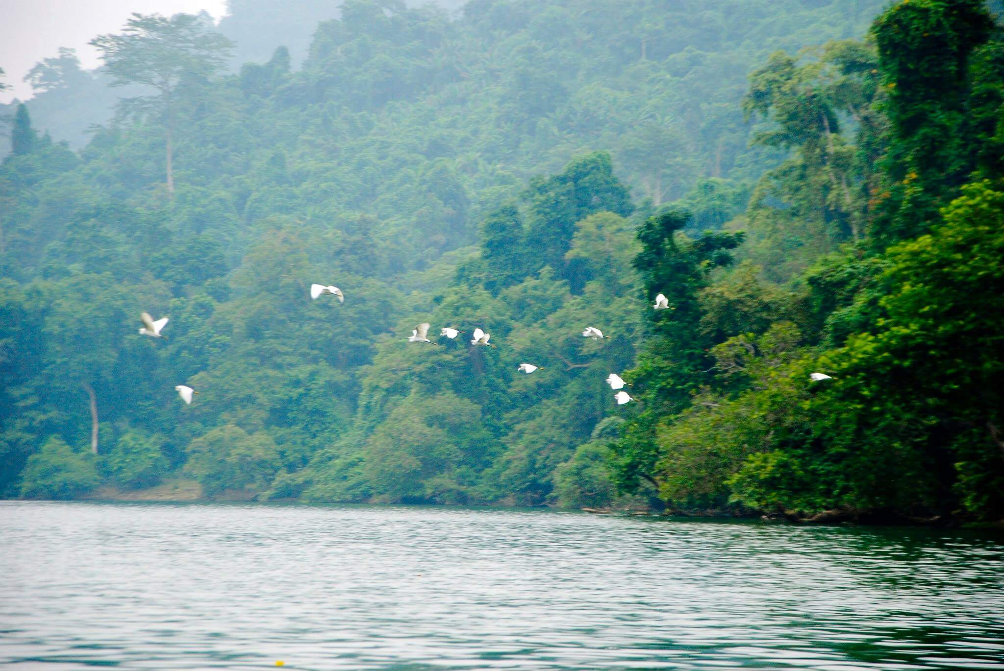 Đàn chim trắng tung bay tự do giữa thiên nhiên hữu tình (Ảnh-Blueriver)
