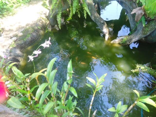 Trong rừng lan còn có những chú cá tung tăng bơi lội. (ảnh: Đỗ Khánh Ngọc).