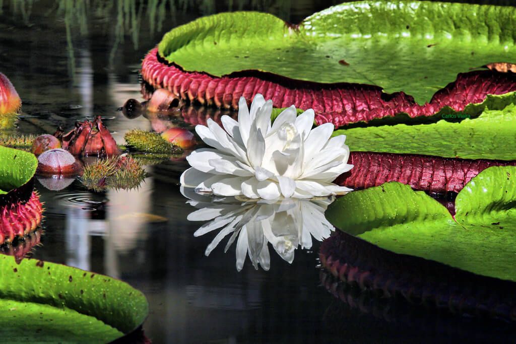 Hoa xinh đẹp ở hồ nước trong vườn... (ảnh: internet)