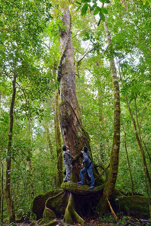 Cây Bạch tùng - một trong 3 cây đại thụ "bất khả xâm phạm" của người K'ho (ảnh: internet)