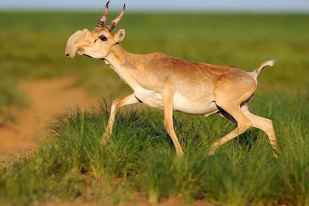 Linh dương Saiga