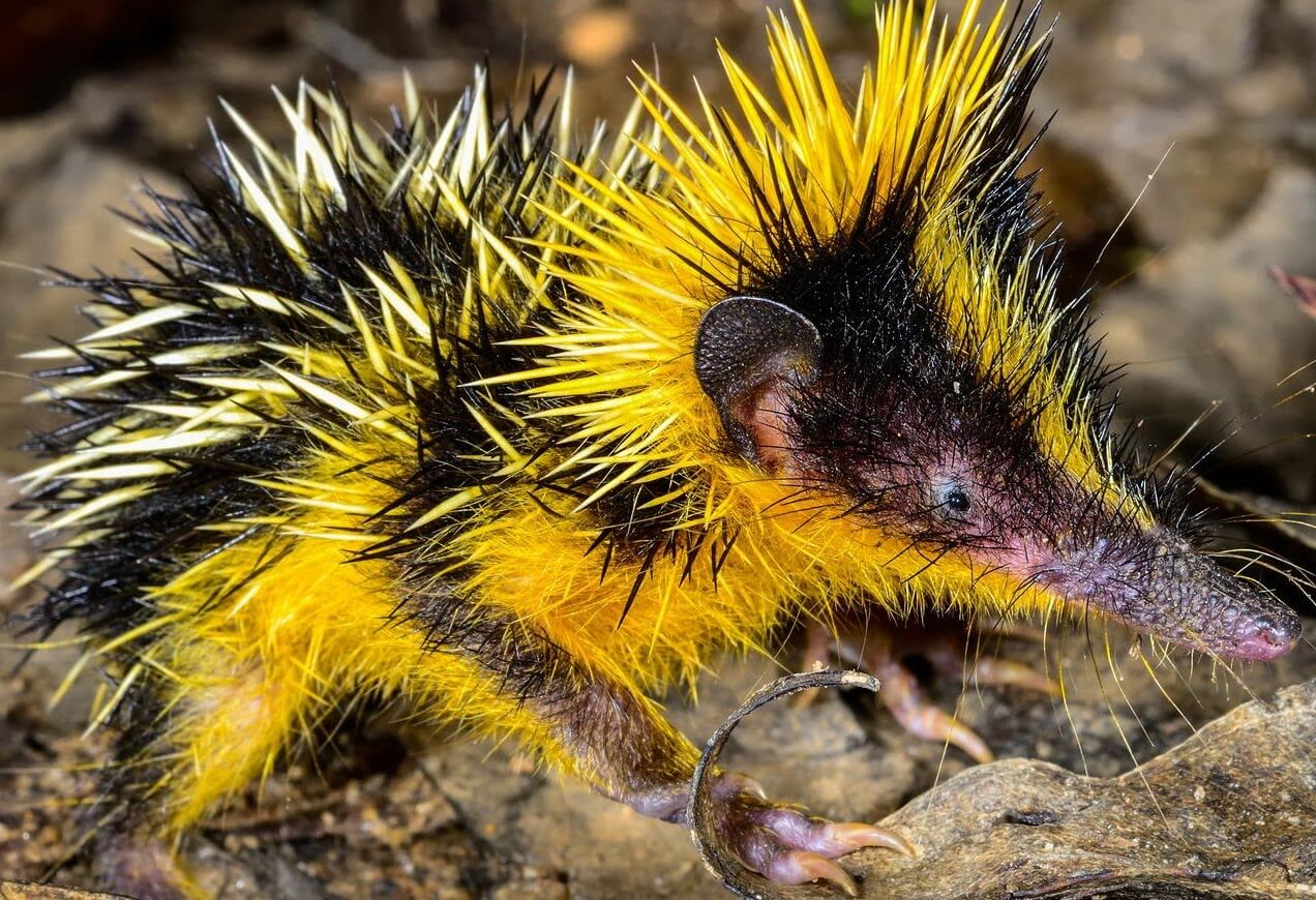 Tenrec sọc