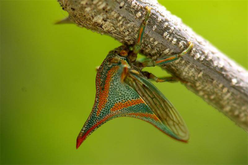 Umbonia Spinosa