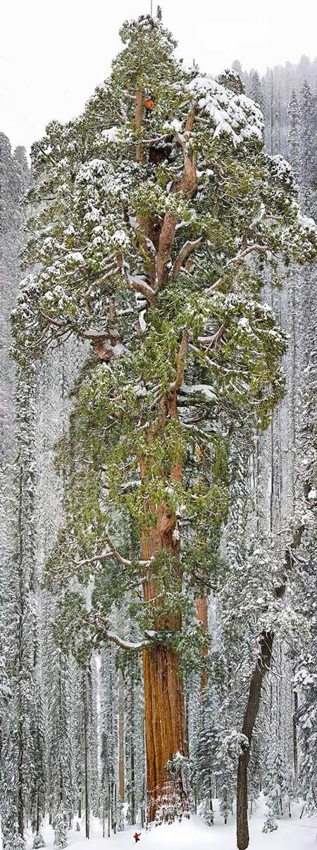Cây Sequoia