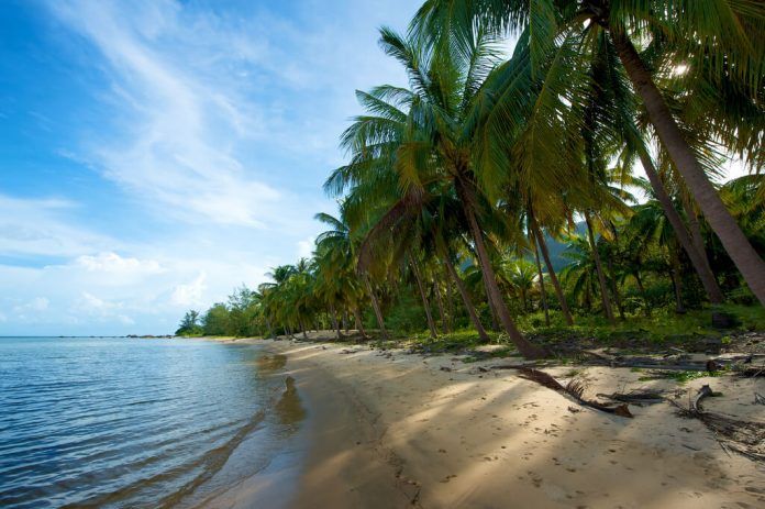 Quanh đảo được bao phủ bằng những rặng dừa xanh ngút ngàn ( Ảnh internet )