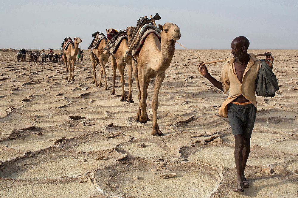 A man walks with his pack camels to find a suitable spot where to extract salt from the desert in the Danakil depression in northern Ethiopia. Once these workers find a suitable spot, they can work all day long do extract, shape and pack as many salt slabs as possible before starting their two-day journey to the town of Berhale to sale the load to other merchants who will in turn transport it by truck to other destinations in the country.