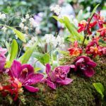 ảnh tiêu biểu cho lan