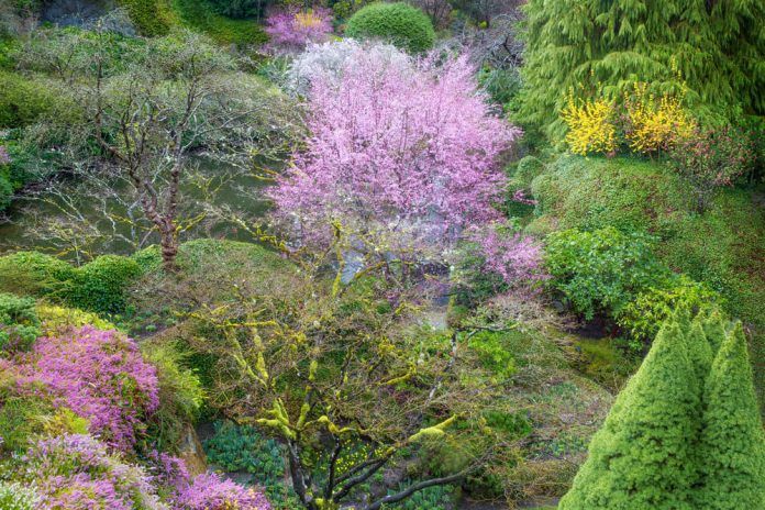 butchart-gardens-winter-2