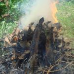 Cá lóc nướng trui miền Tây