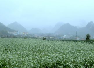 Du lịch Mộc Châu ngắm hoa cải trắng