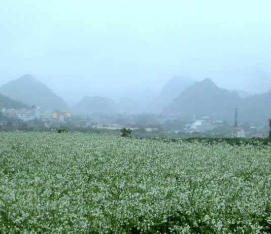 Trắng trời hoa cải Mộc Châu Du lịch Mộc Châu ngắm hoa cải trắng