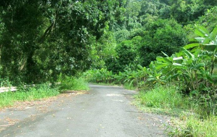 Có ai ngờ giữa miền Đông lại có những cung đường như ở Tây Nguyên vậy. (ảnh: internet)