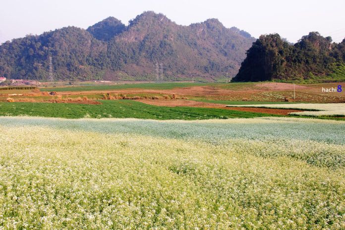 Hoa cải trắng tinh khôi trong tiết giao mùa