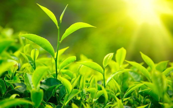 Nếu có điều kiện, bạn trồng trà xanh trong vườn nhà mình luôn nha. (ảnh:internet)