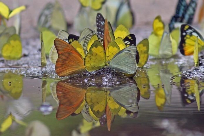 Có khi bướm đậu ở những vũng nước nhỏ sau mưa để hút muối khoáng. (ảnh: internet)