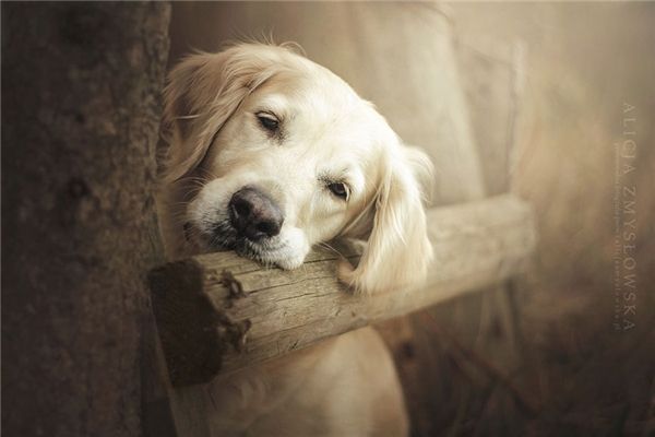 Một tấm ảnh chó buồn đáng yêu có thể làm tan chảy trái tim người xem. Hãy nhìn vào ánh mắt đầy bi thương của chú chó đáng yêu này, đang mong chờ được ai đó yêu thương và chăm sóc. Cùng xem hình để cảm nhận tình cảm đích thực của động vật này.