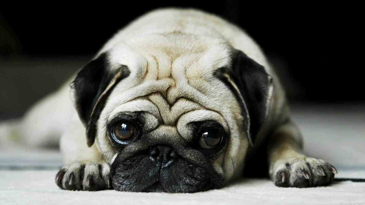 Những chú chó với khuôn mặt “sầu đời” khiến bạn không thể không yêu được