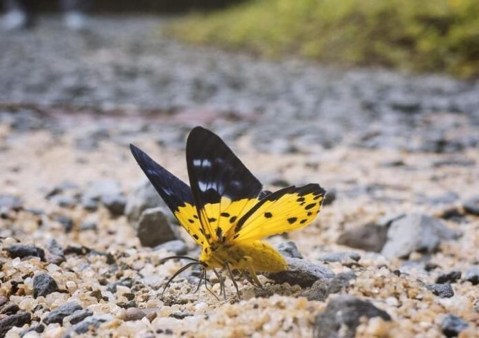 Một bức ảnh nghệ thuật được ra lò nhờ dụ bướm bằng mắm ruốc (ảnh: internet)