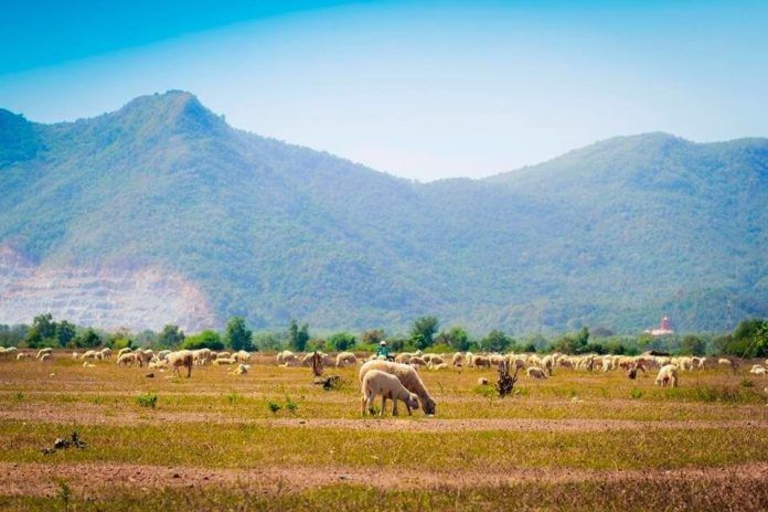 Cánh đồng cừu với những chú cừu thong dong gặm cỏ ở xã Suối Nghệ, Vũng Tàu. (ảnh: internet)