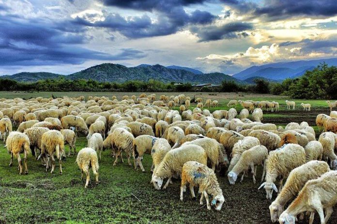 Nông trại cừu ở đây sẽ mang đến cho bạn cảm giác như đang ở nông trại châu Âu tràn ngập màu xanh của rau, đồng cỏ bát ngát và những chú cừu trắng vô cùng dễ thương. (ảnh: internet)
