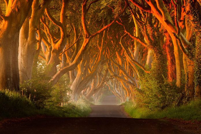Hàng cây Dark Hedges phim Game of Thrones