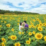 Lạc bước giữa cánh đồng hoa mặt trời ở Nghệ An Địa điểm chụp ảnh cưới