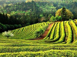 Mát mắt với những “làn sóng xanh” ở Cánh đồng chè Boseong, Hàn Quốc Làn sóng xanh đẹp mê hồn của chè xanh. (ảnh: internet)