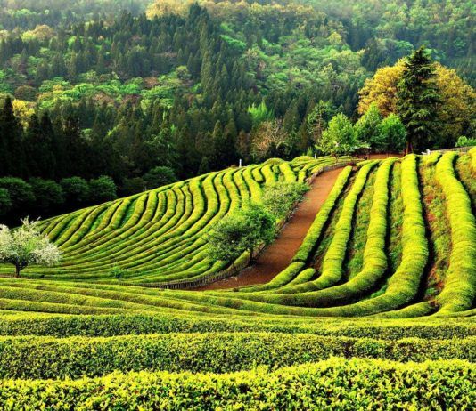 Làn sóng xanh đẹp mê hồn của chè xanh. (ảnh: internet)