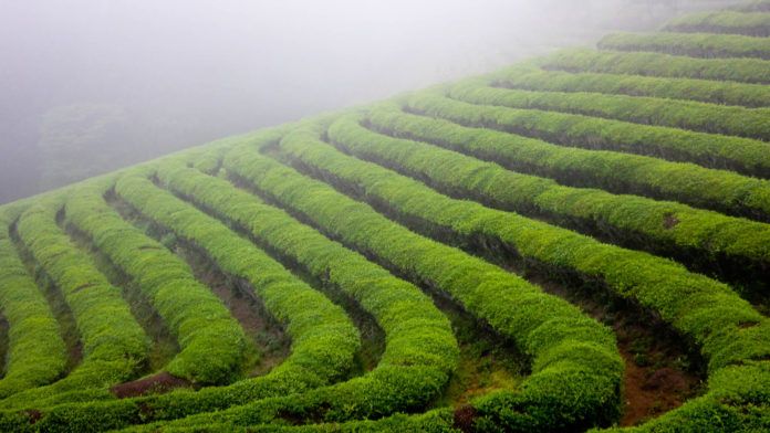 Đồng trà chìm trong sương mù. (ảnh: internet)
