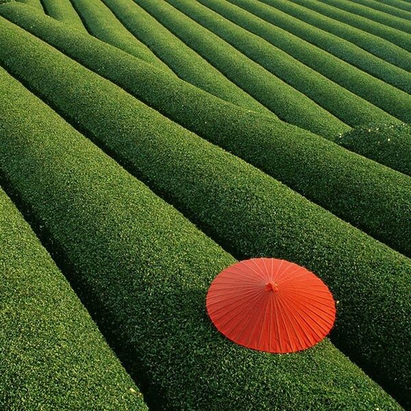 Độc đáo bức ảnh của một du khách với chiếc ô đỏ làm điểm nhấn giữa nền xanh của chè. (ảnh: internet)