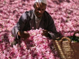 Ngất ngây hương sắc lễ hội hoa hồng ở Maroc Lễ hội hoa hồng