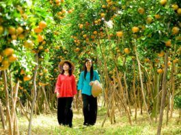 Trái cây chín rộ mùa về (ảnh: internet)