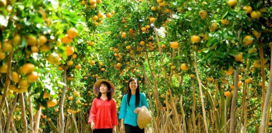 Săn trái chín mùa thu “mệt muốn xỉu” tại Vườn cây ăn trái Cái Mơn, Bến Tre Trái cây chín rộ mùa về (ảnh: internet)
