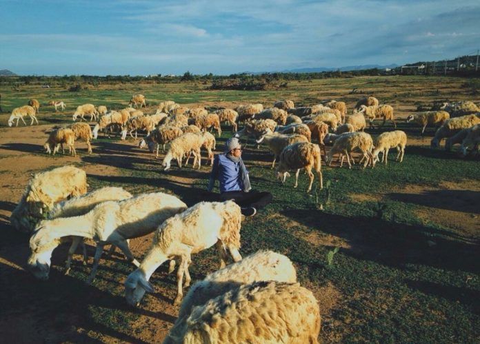 Cánh đồng cừu An Hòa