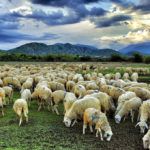 Cánh đồng cừu An Hòa