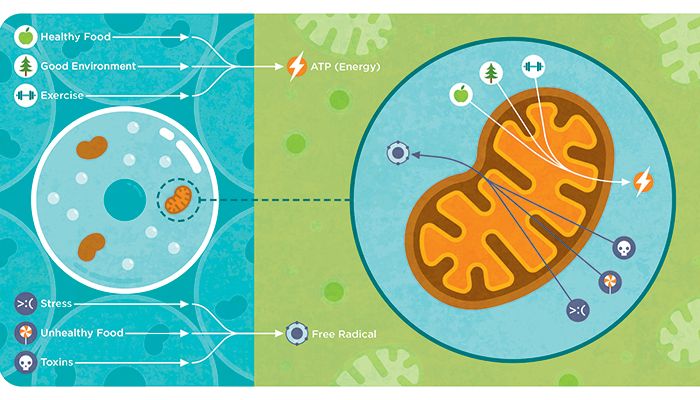 Mitochondria