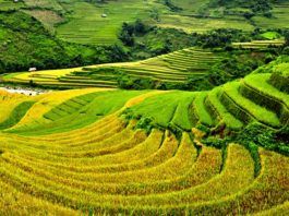 Mù Cang Chải