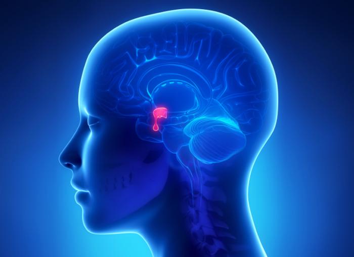 pituitary gland