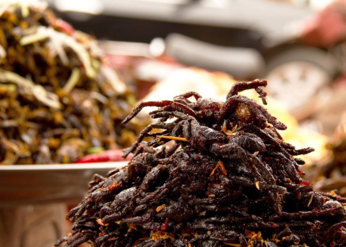 nhện đen campuchia 1