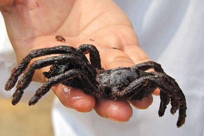 nhện đen campuchia 1