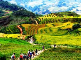Sapa