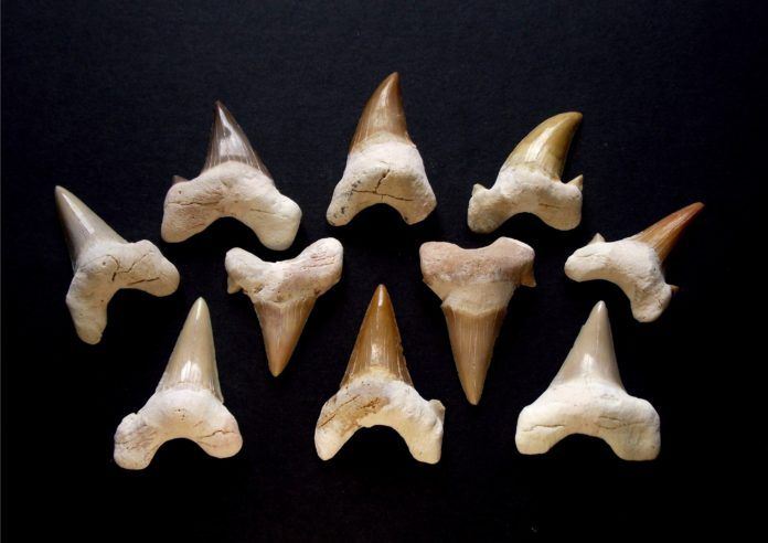 Răng cá mập khi xưa là một thứ tương đương với tiền. (Nguồn: Internet)