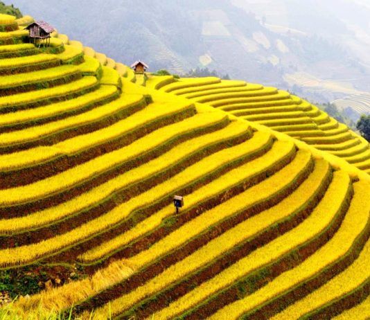 Mù Cang Chải