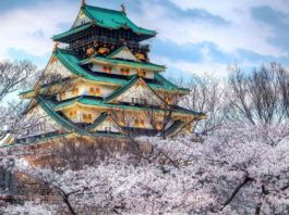 Hoa anh đào ở Osaka