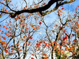 Vườn Quốc gia Bidoup mùa đông: Săn rừng lá phong đẹp tựa trời Tây Lá phong