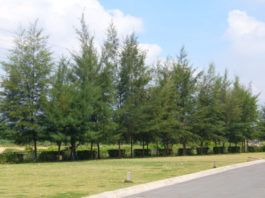 Top 5 loại cây tuyệt đối không nên trồng ở vườn nhà Cây dương