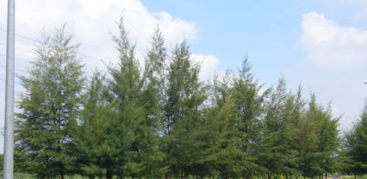 Top 5 loại cây tuyệt đối không nên trồng ở vườn nhà Cây dương