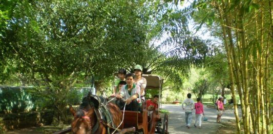 Cồn Phụng