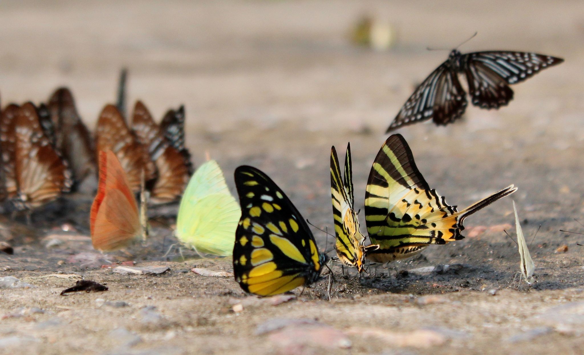 Các loài bướm rực rỡ màu sắc trong rừng
